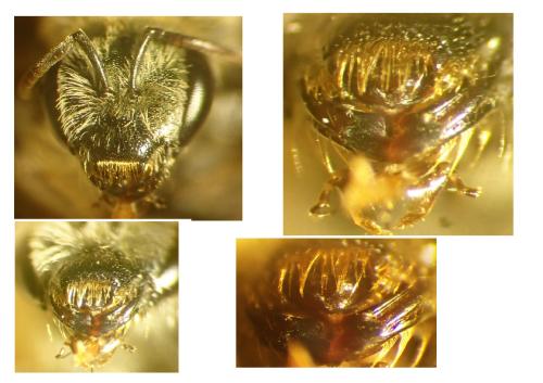 Réf. 346 585 : Seladonia pollinosa
